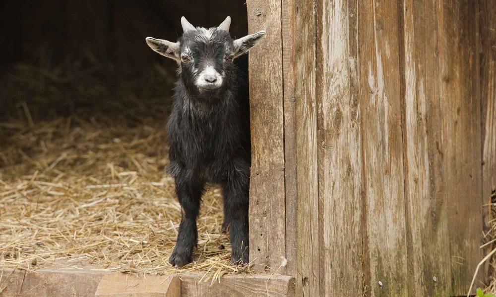Indian Paintbrush Flowers in a Field